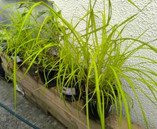 garden plants