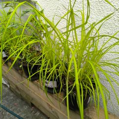garden plants