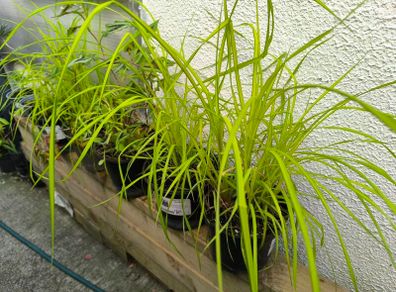 garden plants
