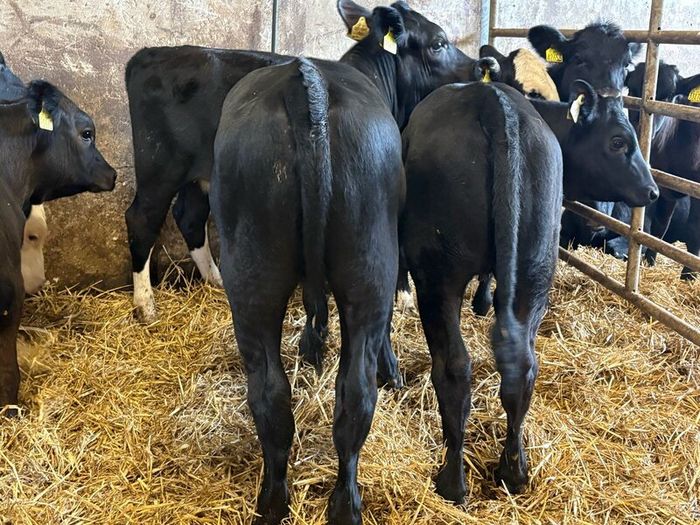 16 smashing heifer Weanlings