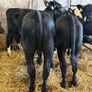 16 smashing heifer Weanlings Image 8