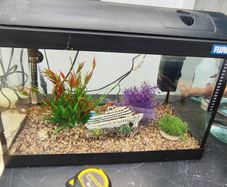 fish