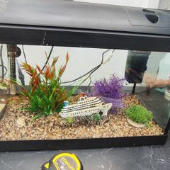 fish