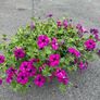 Hanging Flower Basket Image 2