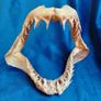 Can post Mako Shark jaw taxidermy Image 3