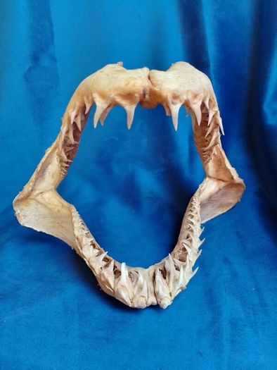 Can post Mako Shark jaw taxidermy