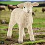 Schleich Lamb Animal Figure Image 6