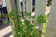 Ash Saplings