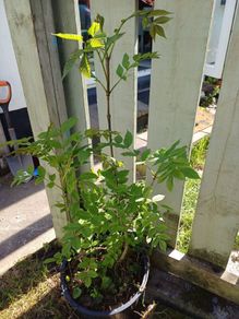 Ash Saplings