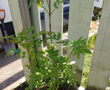 Ash Saplings