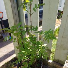 Ash Saplings