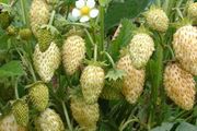 (S) Strawberry Yellow Wonder seeds 0.1g (220373)