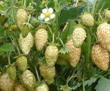 (S) Strawberry Yellow Wonder seeds 0.1g (220373)