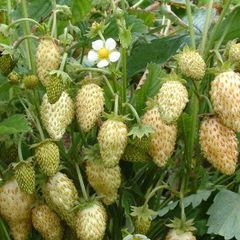 (S) Strawberry Yellow Wonder seeds 0.1g (220373)