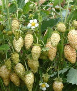 (S) Strawberry Yellow Wonder seeds 0.1g (220373)