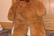 teddy