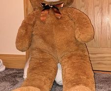 teddy