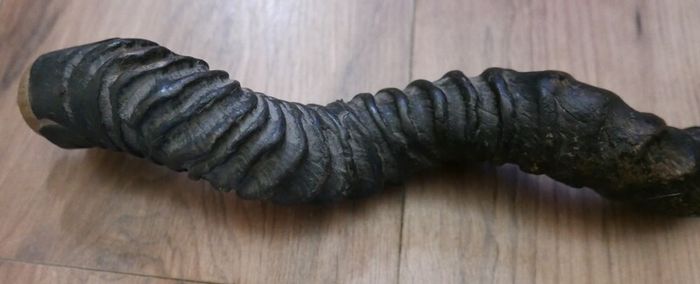 Antique 1800s rare Kudu  Horn length 23"