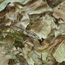 Ultimate Dried Leaves for Shrimp & Grazers Image 5