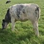 B.B  Heifers Edenderry Mart 19th September Image 8