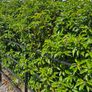 Portuguese Laurel Hedging Image 4