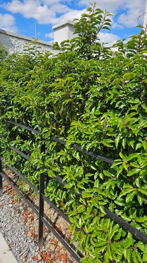 Portuguese Laurel Hedging