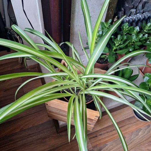 Healthy Spider Plant in Wooden Planter