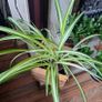 Healthy Spider Plant in Wooden Planter Image 3