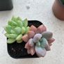 Succulents Image 5
