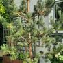 scotts pine trees Image 7
