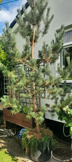 scotts pine trees