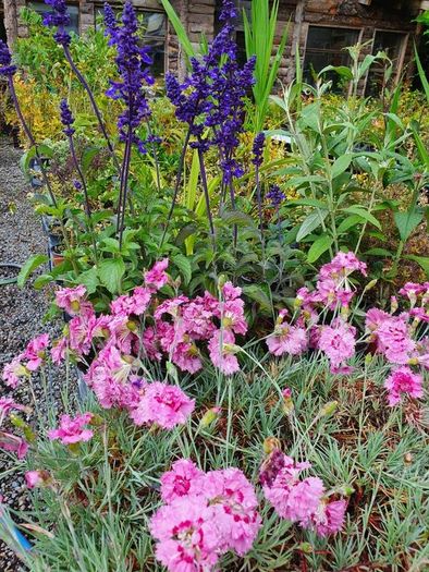 Shrubs, Garden Plants