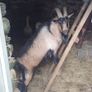 Kid goat male, neutered pigmy male, breeding male Image 8