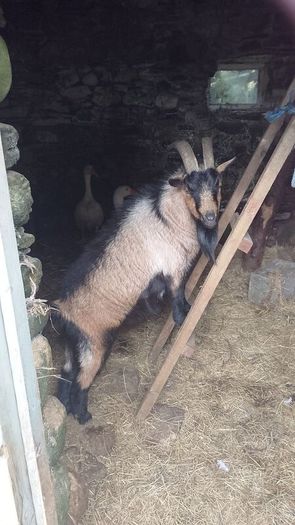 Kid goat male, neutered pigmy male, breeding male