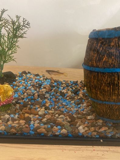 fish tank