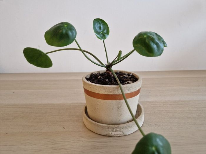 Interior plant