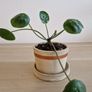 Interior plant Image 2