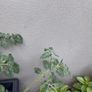 Tomato plant Image 2