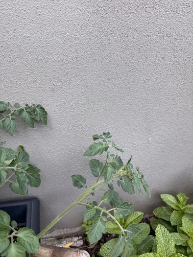 Tomato plant