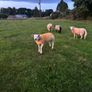 Pedigree rams Image 2