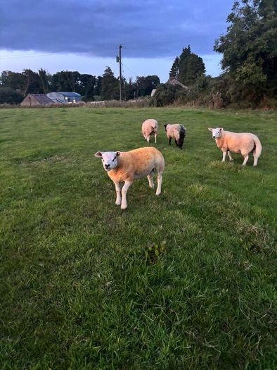 Pedigree rams