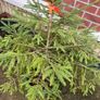 Fir tree Image 4