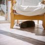Zeiss Ikon Nettar Medium Format Camera Film Tested Image 9