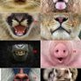 Face mask AnimalStyle Image 5