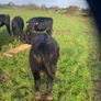 Weanlings Image 2