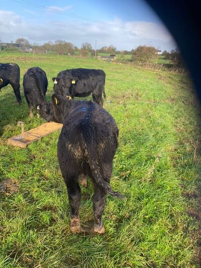Weanlings