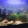 fish adoption Image 4