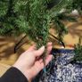 christmas tree Image 4
