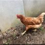 hen poultry Image 6