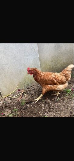 hen poultry